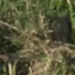 Thumbnail of post image 052