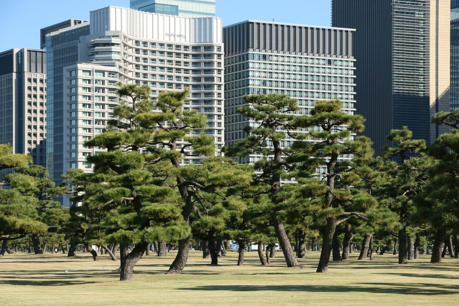 Skyscrapers and pine trees in an urban park, showcasing Tokyo's blend of modernity and nature.