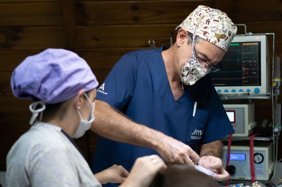 Veterinary surgical team operating on an animal under bright lights in an operating room