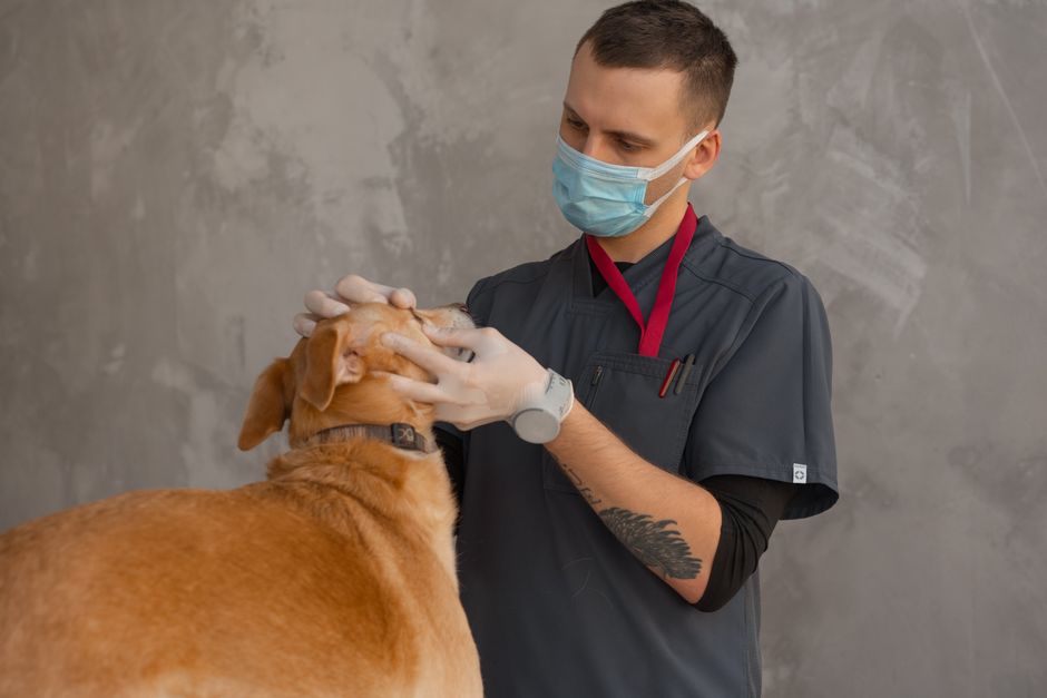 A veterinarian in scrubs examining a small dog on a clinic table