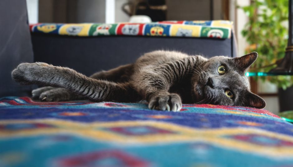 An older cat resting on a blanket at home, looking calm and settled